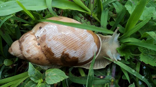 Snail mollusk shell