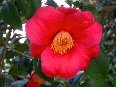 Univalve red camellia japonica photo