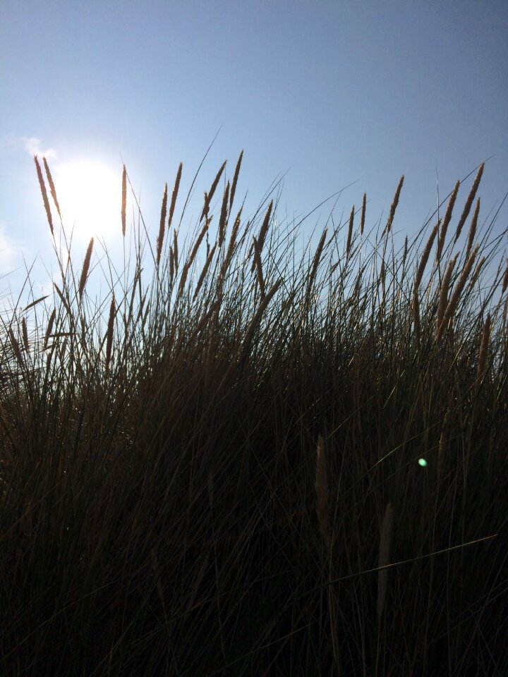Summer nature solar