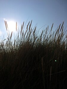 Summer nature solar