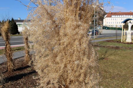 Dry scrub grasses