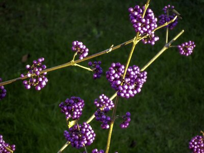 Bush sun nature