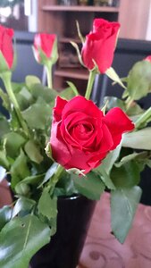 Flower rose bloom plant