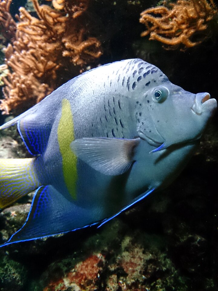 Fish blue meeresbewohner