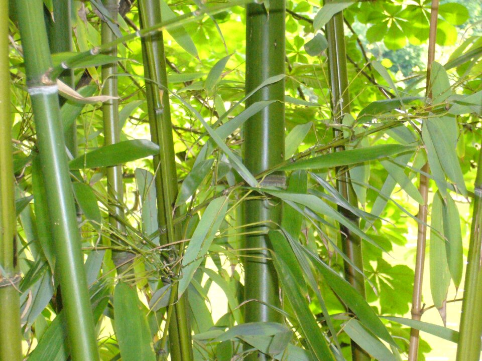 Background plant bamboo leaves