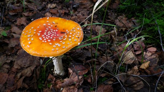 Forest mushrooms moss fliegenpilz