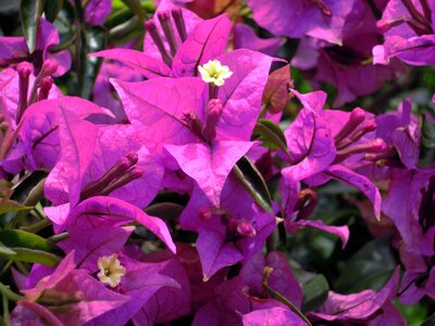 Purple paper flower bouqainvillea photo