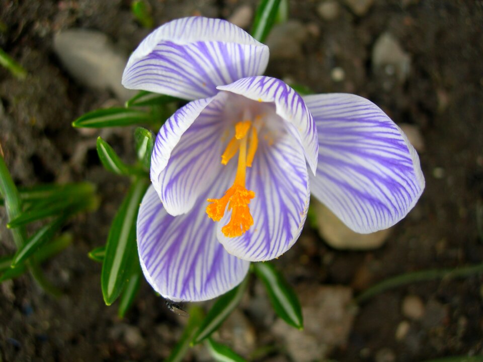 Our characters plant spring