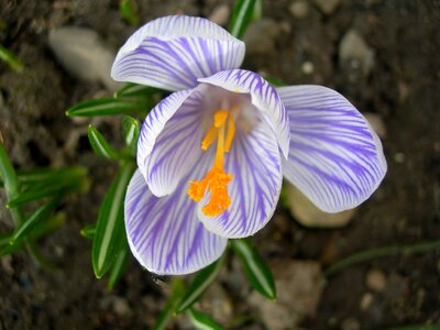 Our characters plant spring