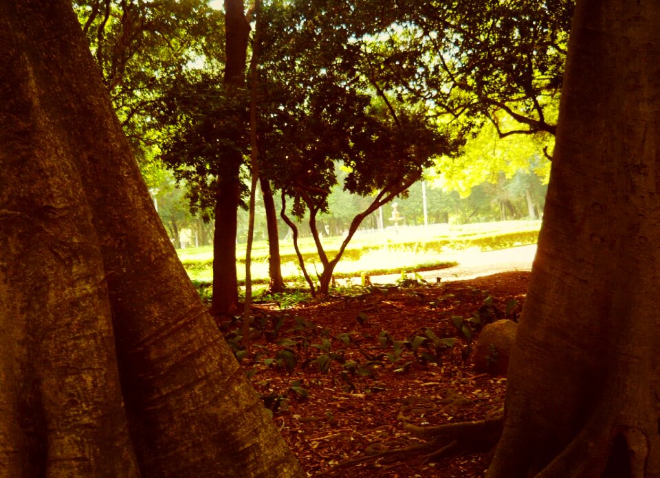 Trees landscape eventide
