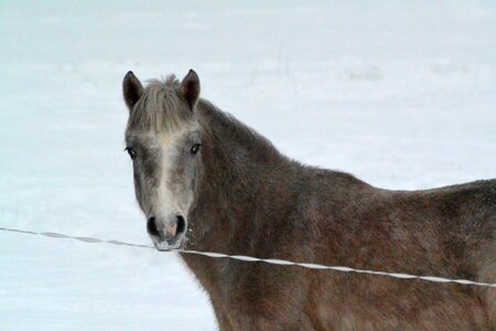 Horse watch foal photo