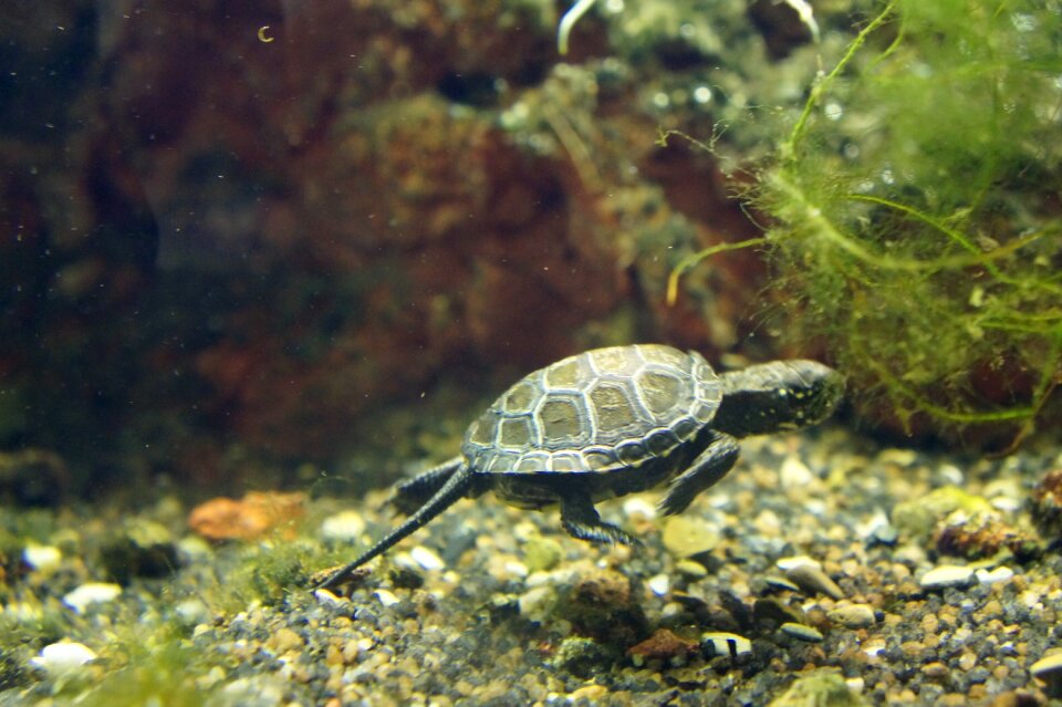 Turtle baby animals