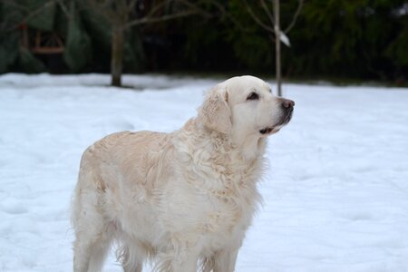 Dog stands winter photo