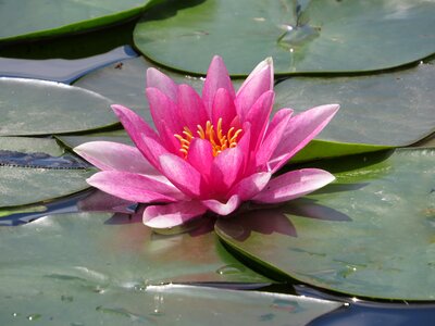 Bloom aquatic plant lake rose