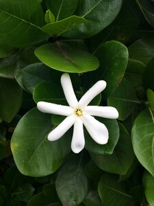 Maui white