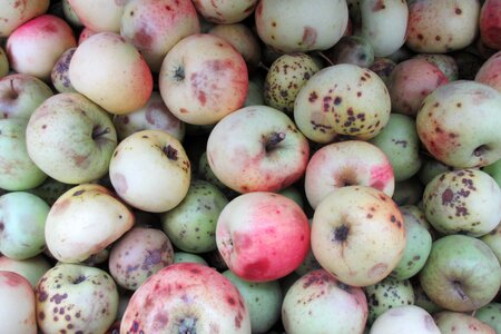 Orchard apple apfelernte