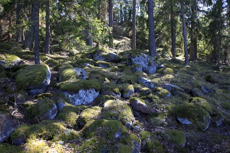 Troll landscape forest