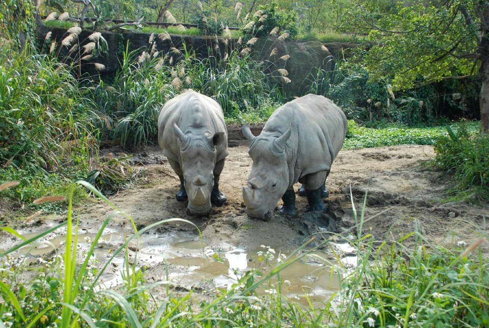 Nature rhino rhinoceros