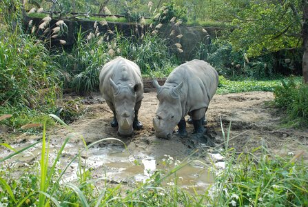 Nature rhino rhinoceros