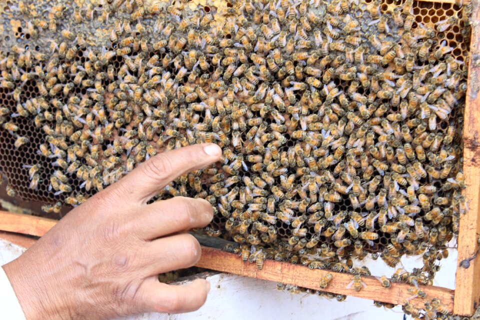 Honey insect brown bee