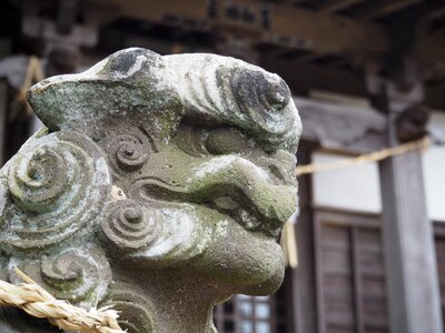 Japan shrine guardian dogs