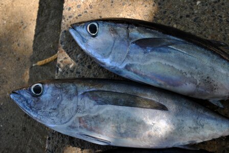 I fishes animal eyes