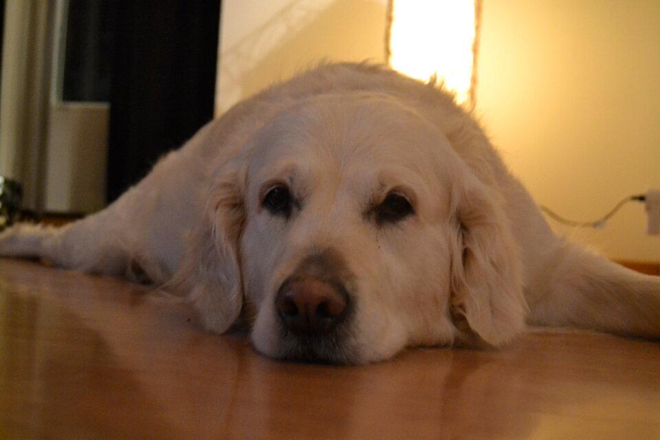Lying within golden retriever