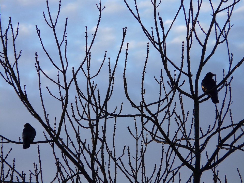Branches sky evening