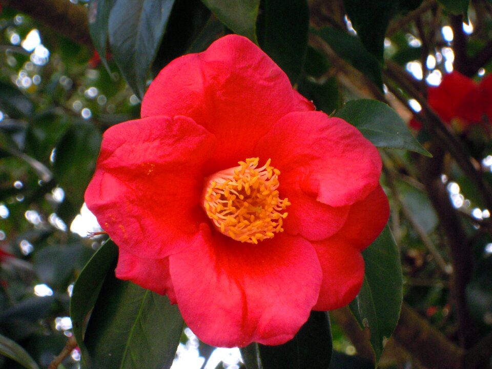Univalve pistil camellia japonica