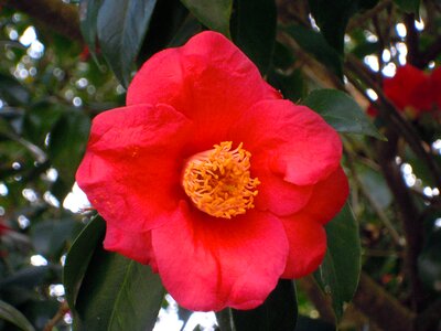 Univalve pistil camellia japonica photo