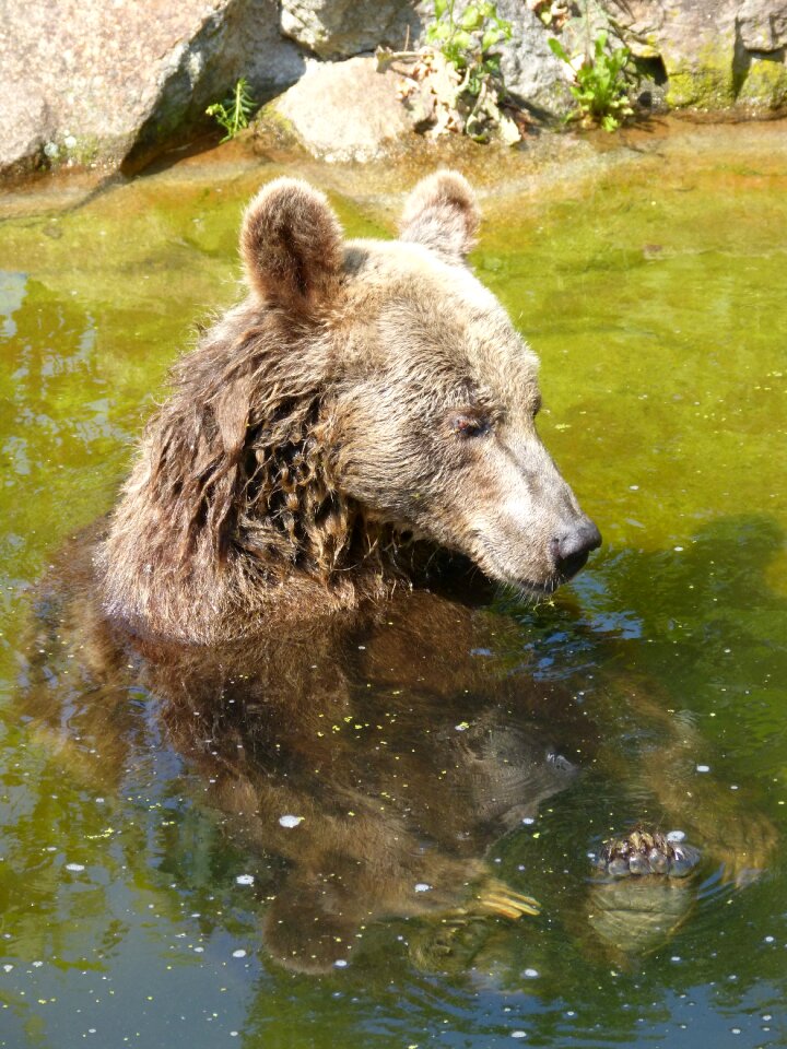 Predator creature grizzly bear
