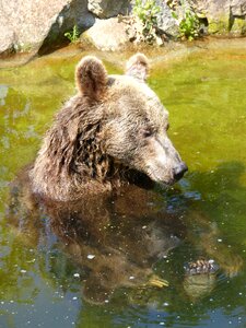 Predator creature grizzly bear