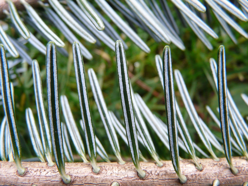 Silver fir white fir abies