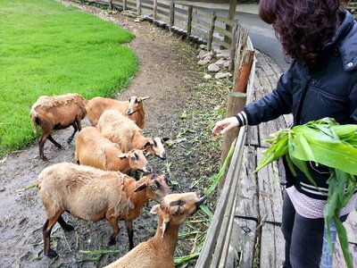 Outing ranch feeding sheep