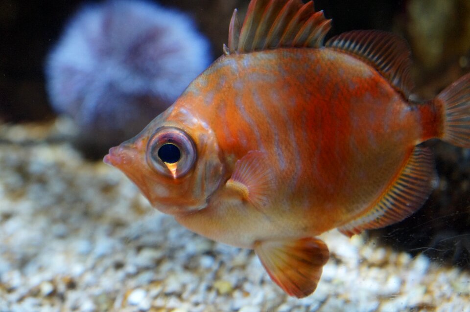Blue fish beautiful