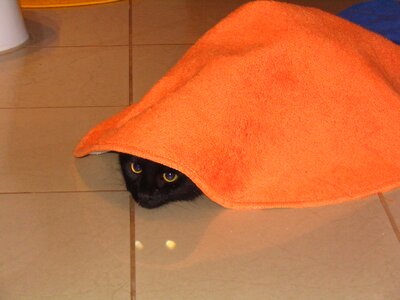 Cat carpet hiding place