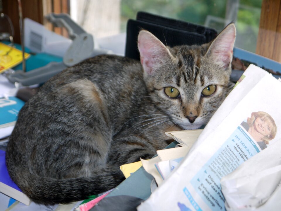 Grey hiding place cute