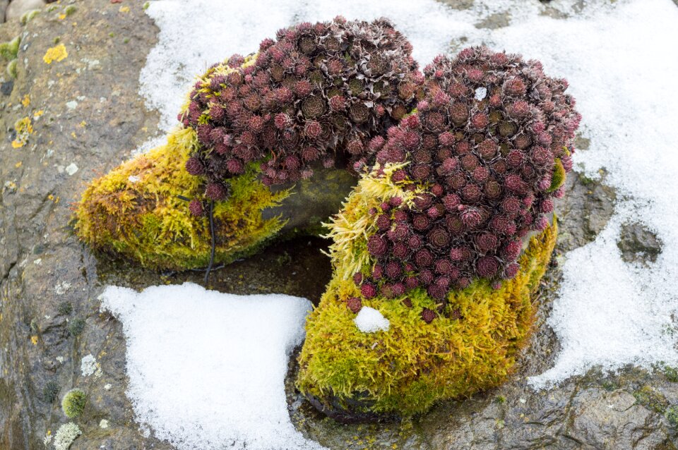 Moss shoes overgrown