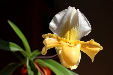 Bloom flower plant