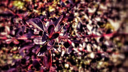 Red bush arming