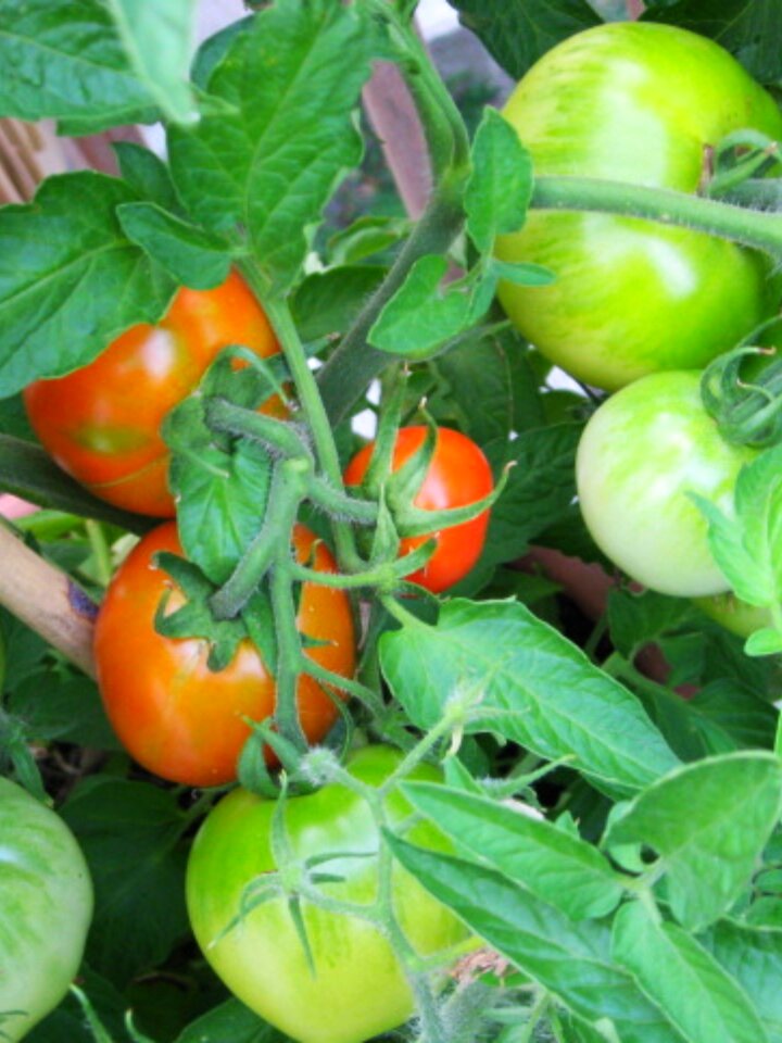 Vegetable growing food