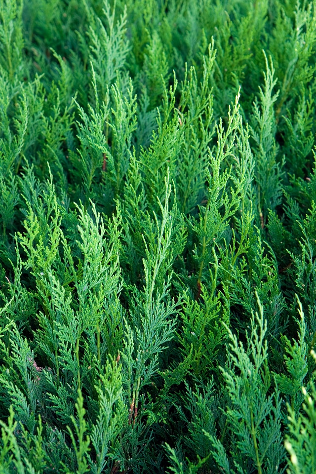 Trees plants cedar wood