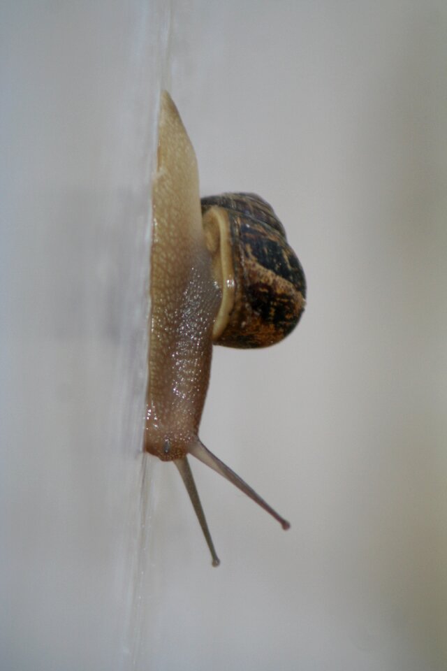 Pest garden mollusca