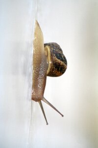 Pest garden mollusca