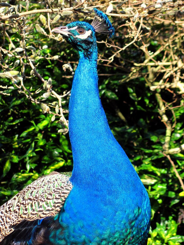 Beacon hill park vancouver island bird