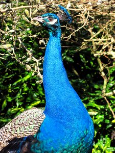 Beacon hill park vancouver island bird