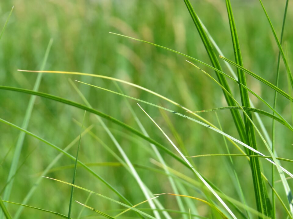Meadow nature close up