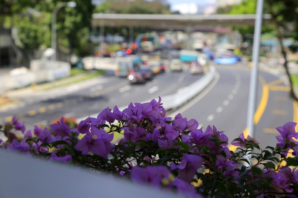 Violet singapore traffic