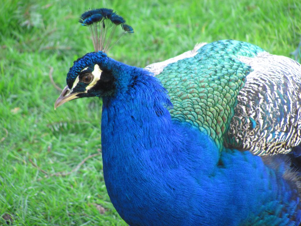Beacon hill park vancouver island bird