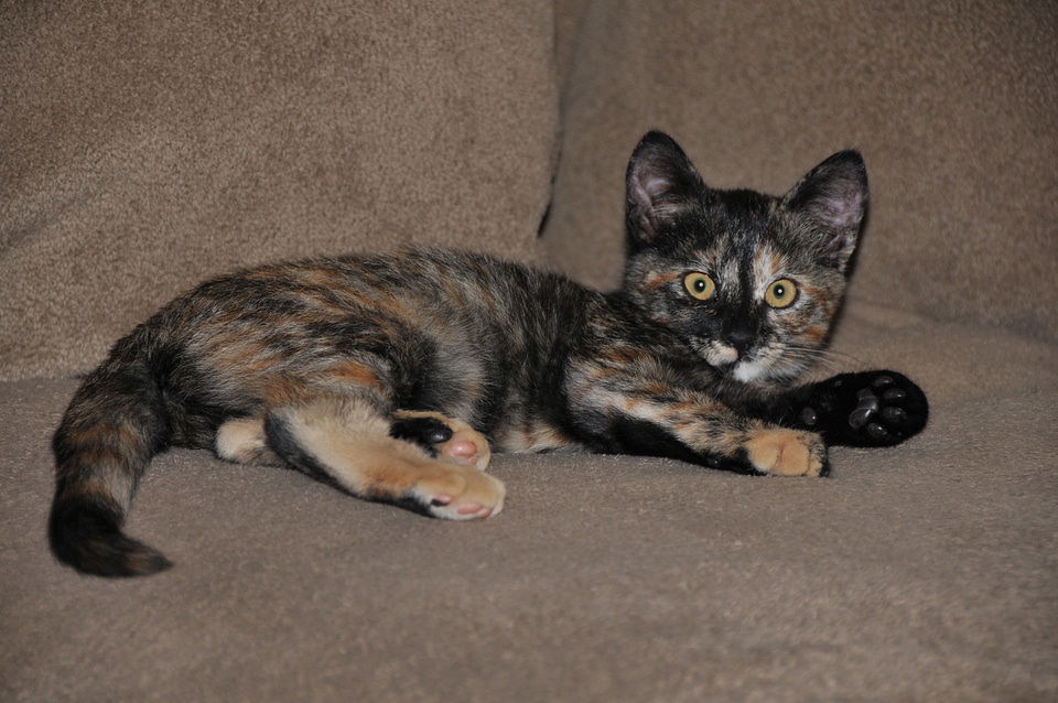 Pet feline domestic